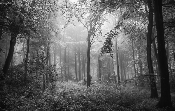 Monochrome Mist
