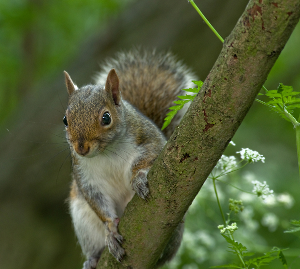 On the Lookout