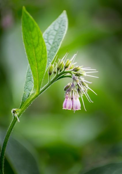 One From The Garden