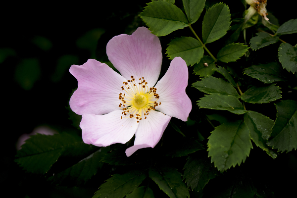 Pink Dog Rose