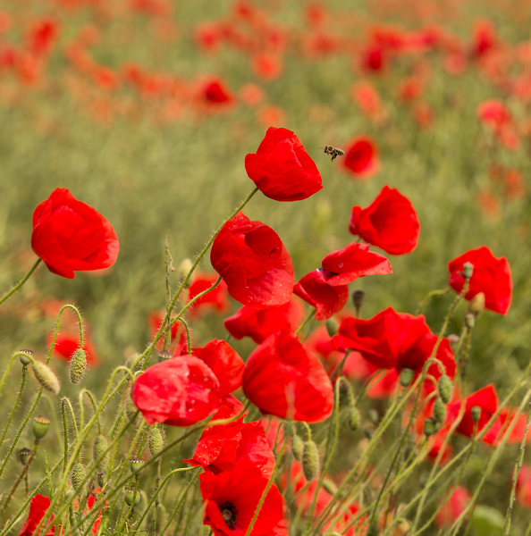 Poppies
