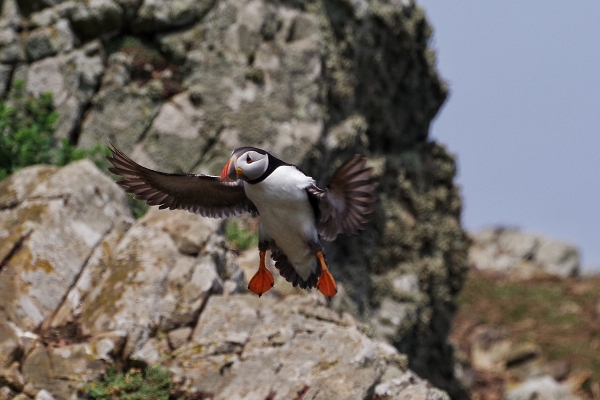 Puffin