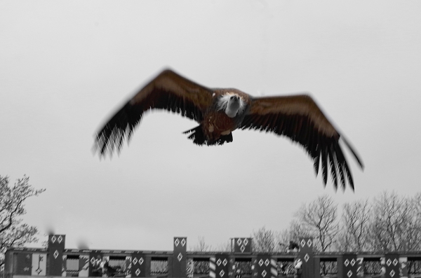 A real (not garden) bird
