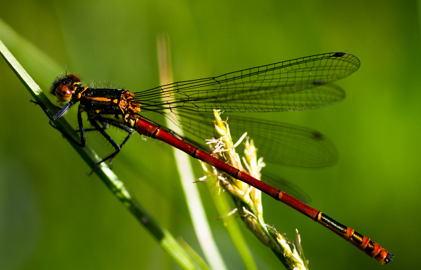 Red Damselfly