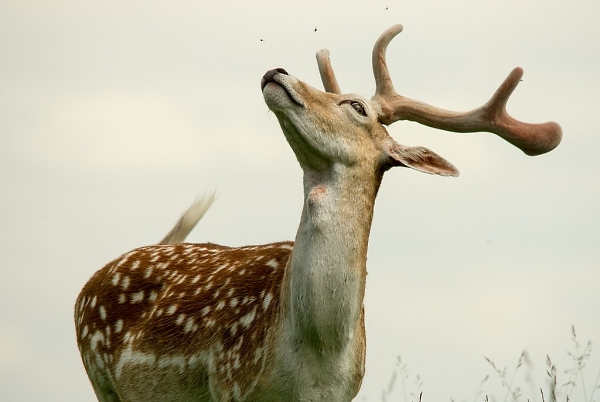 Fallow Deer