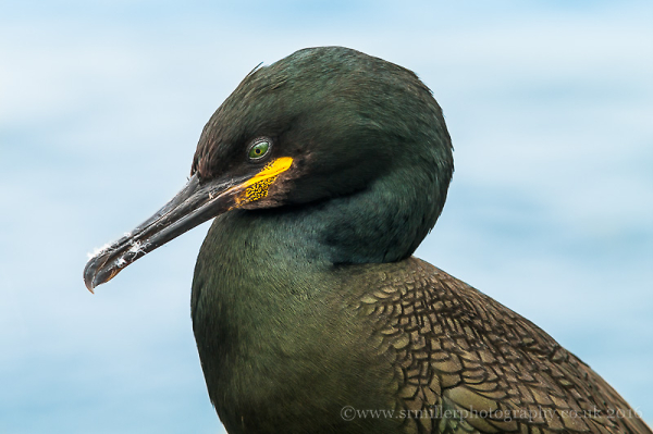 Shag Portrait