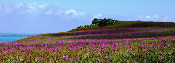 Skomer - Red Campion Panoramic