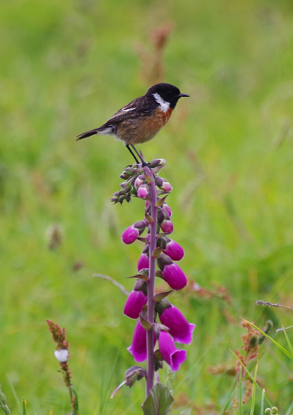 Stonechat on Foxglove