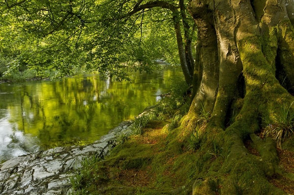 Sylvan Dart