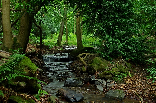 the stream in Rectory Wood