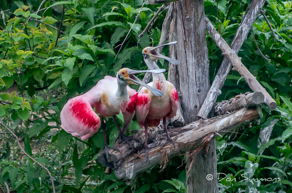 Two Spoonbills Enjoying a Joke