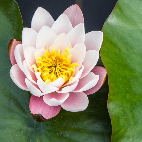 Water Lilly