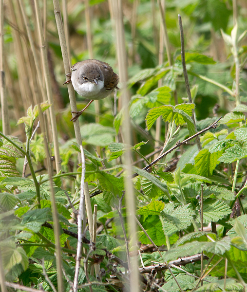 Whitethroat
