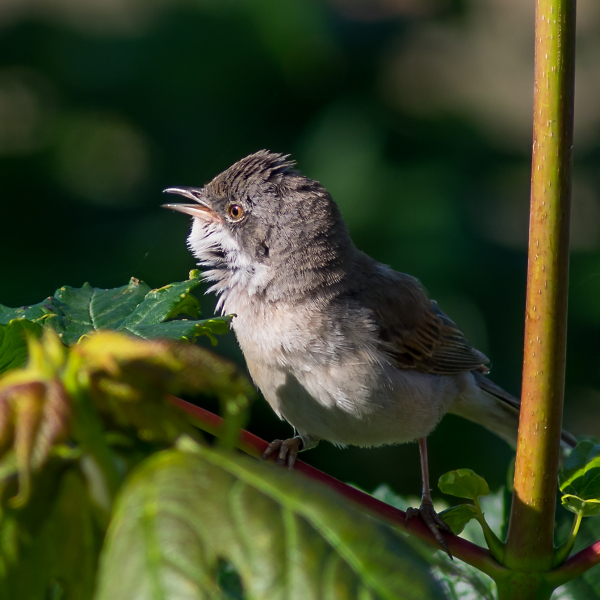 Whitethroat