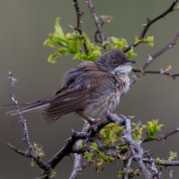Whitethroat