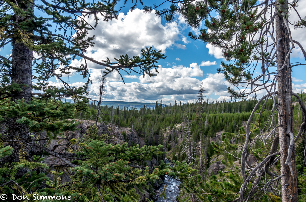 Yellowstone - A view through the trees