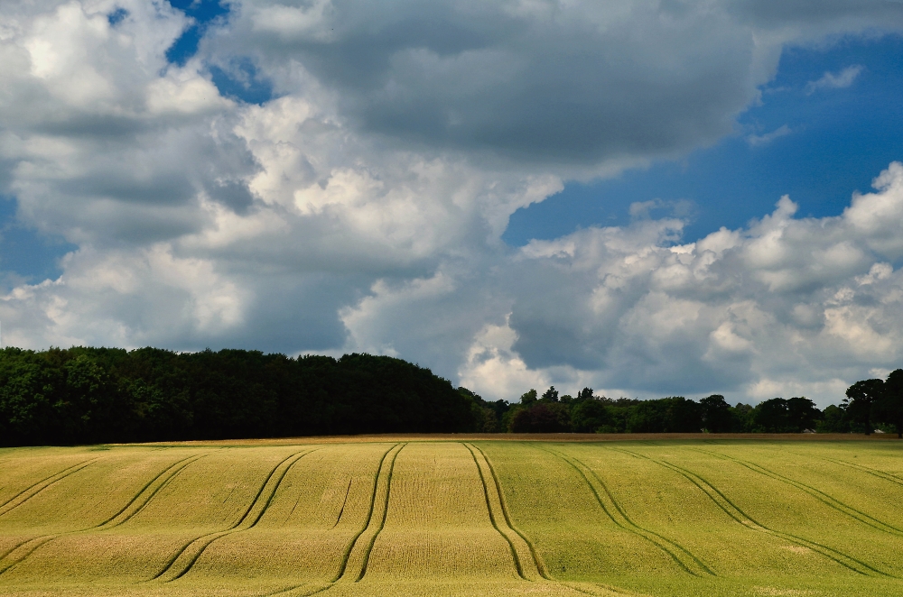 Another Cornfield