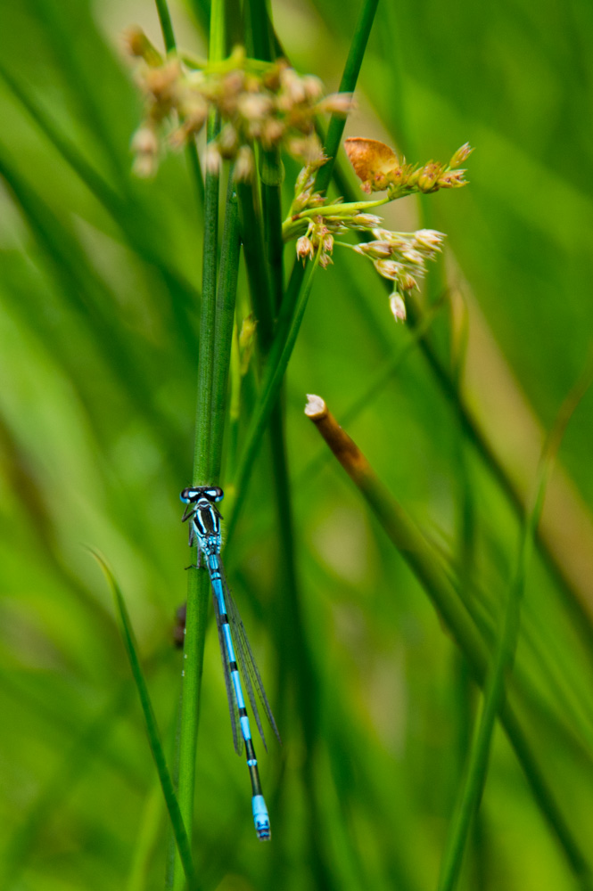 Common Blue Damselfly