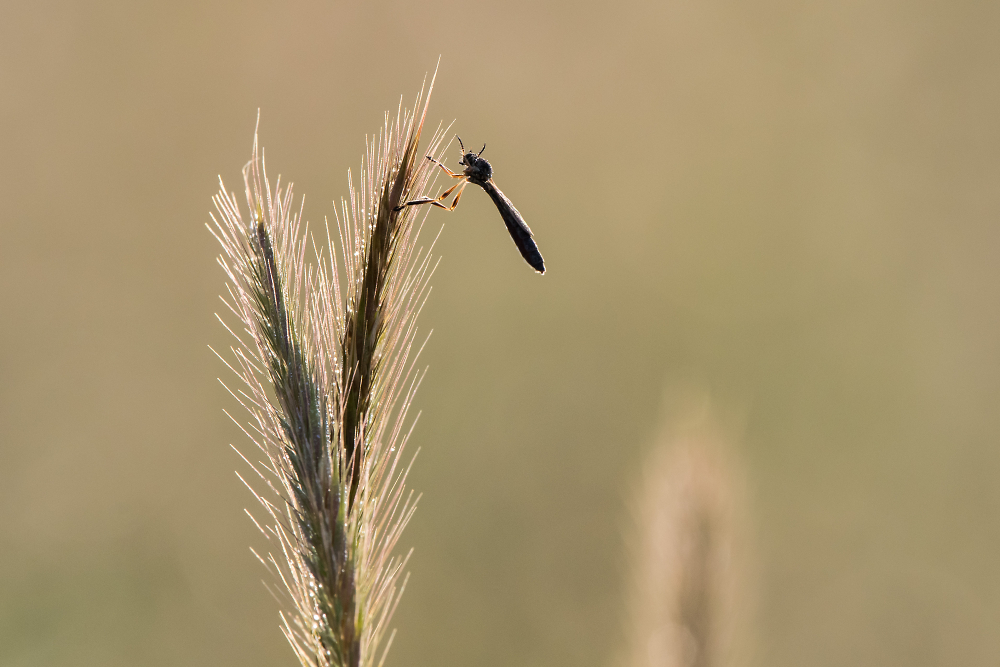 Dew-covered fly