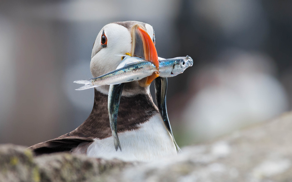 Fish lunch..