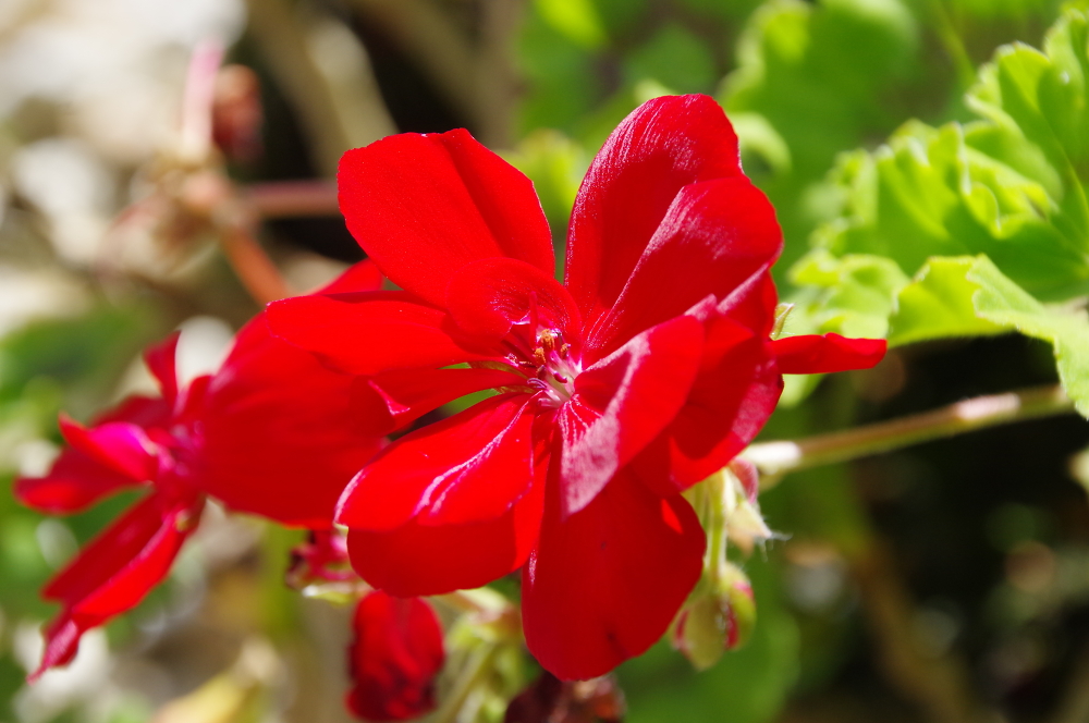 Flower texture