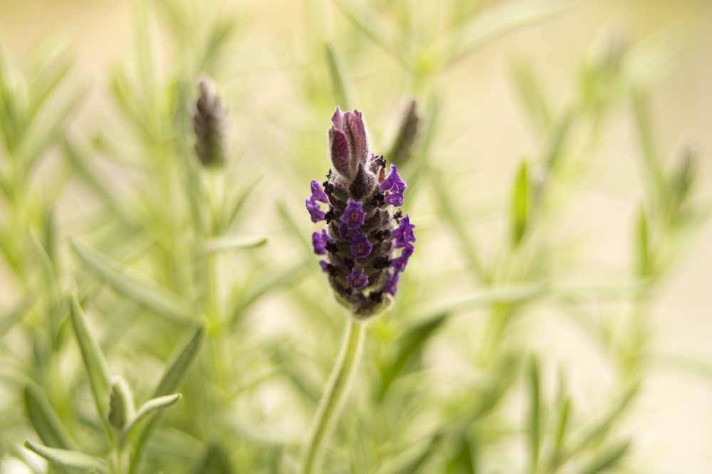 lavender in the window