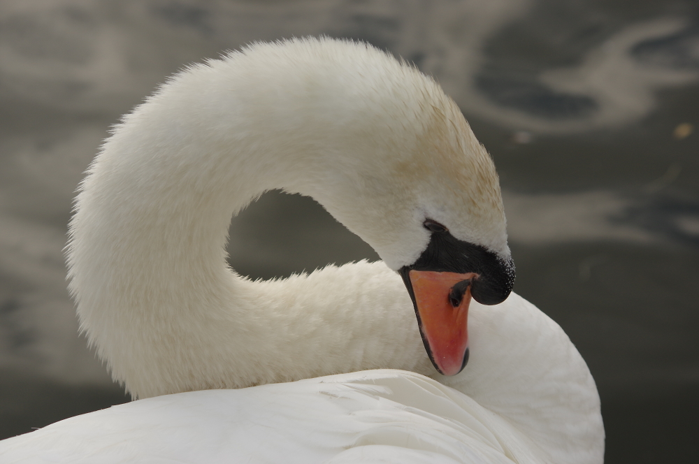 local swan