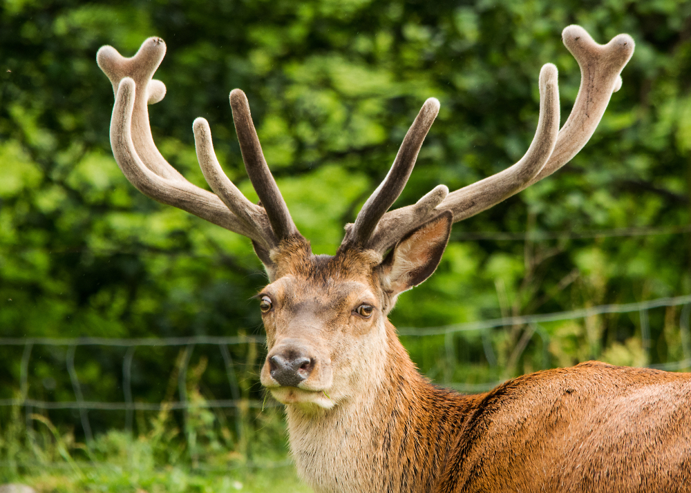 Red Deer