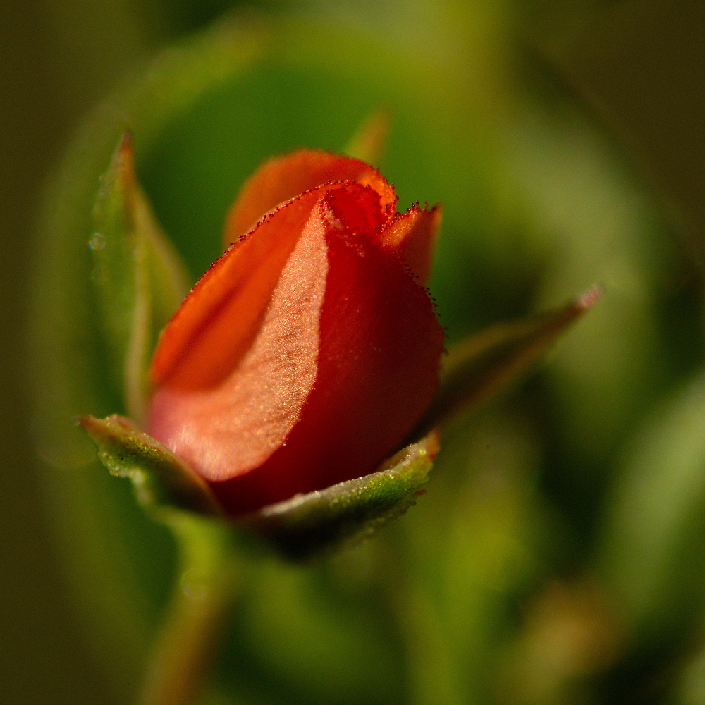 Scarlet Pimpernel