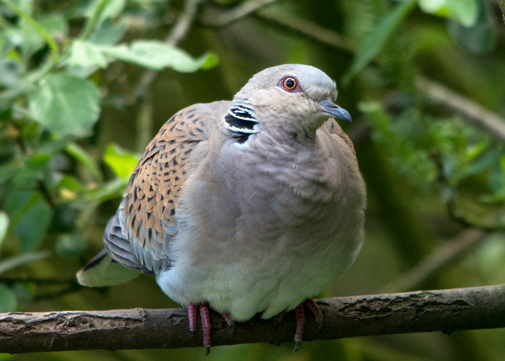 Turtle Dove