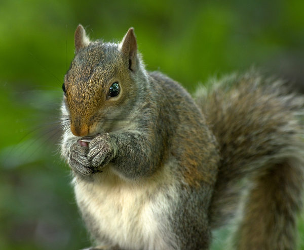 A Little Nibble