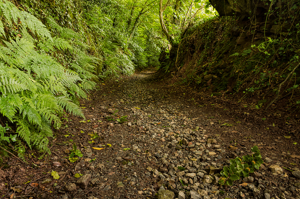 Bowden Lane