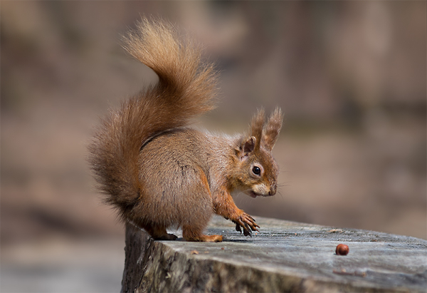Brownsea Squirrel