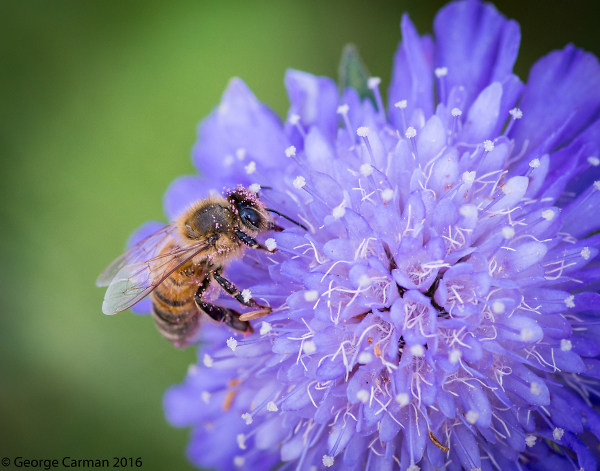 Busy Bee