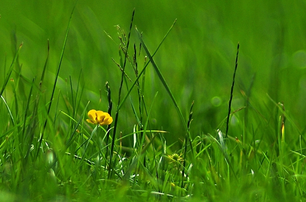 buttercup