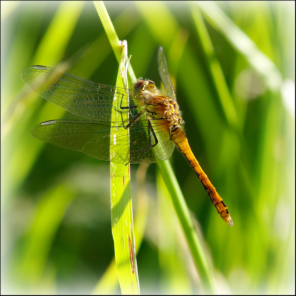 Common darter (Sympetrum striolatum; male)