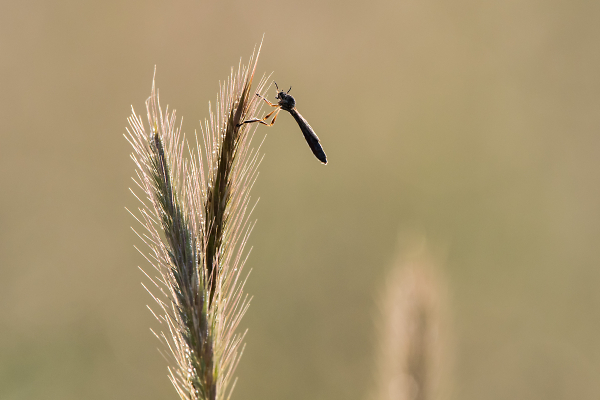 Dew-covered fly