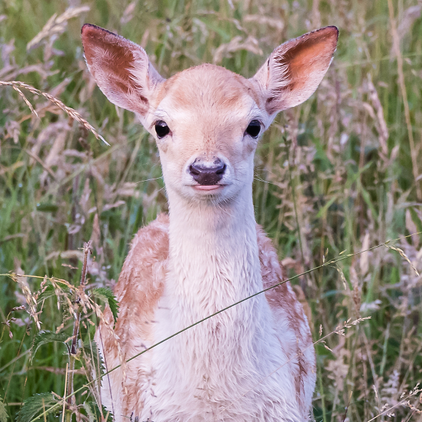 Fallow deer fawn