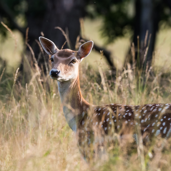 Fallow Deer