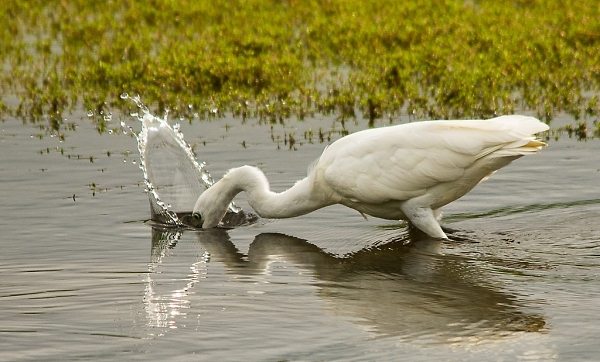 Fishing for lunch