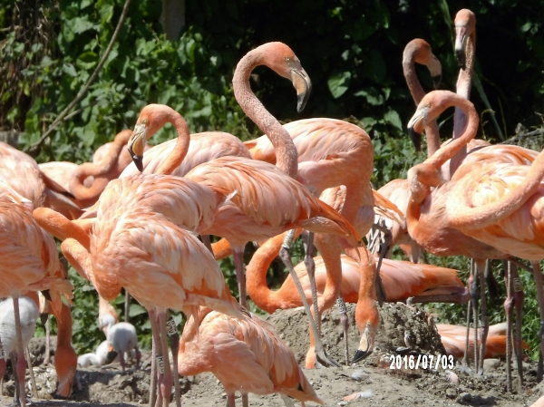 FLAMINGO