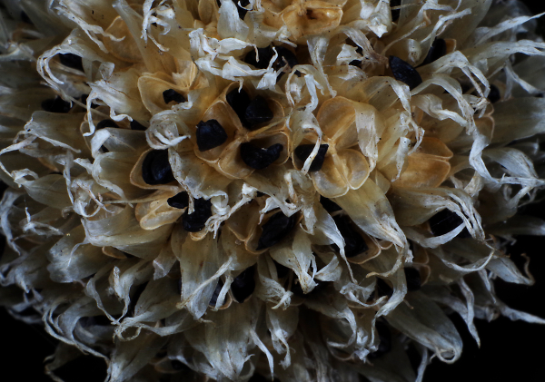 Gone to seed