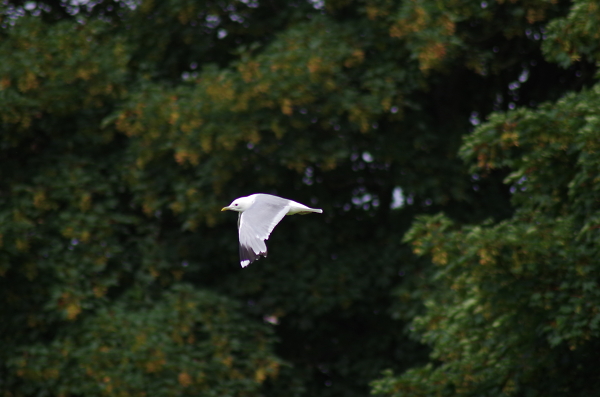Gull in flight.