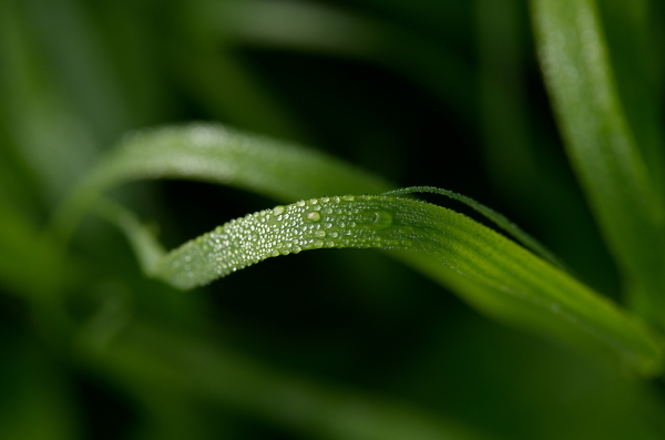heavy dew