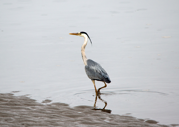 Heron on the Estuary