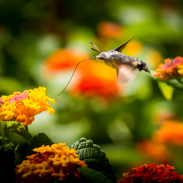 Hummingbird Hawkmoth
