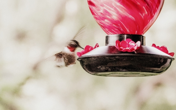 Hummingbird Smudge