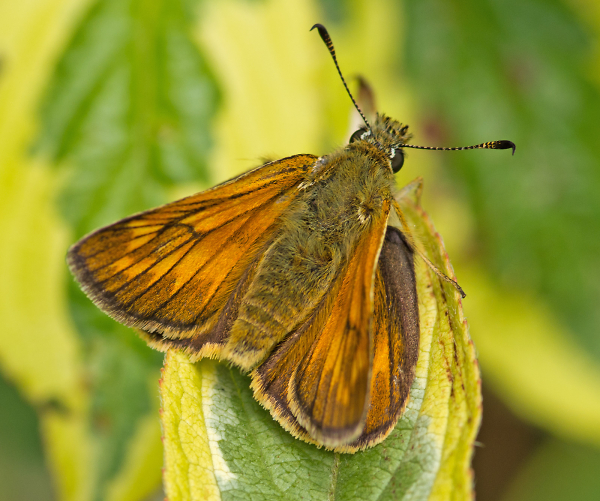 Large Skipper