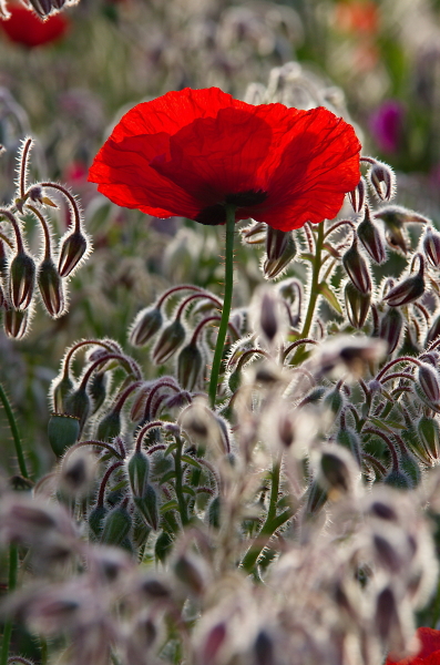Poppy ii