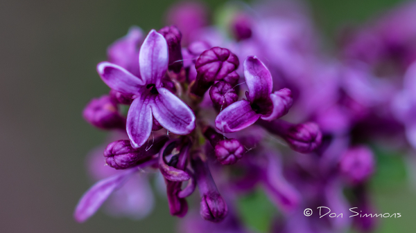 Purple Flower